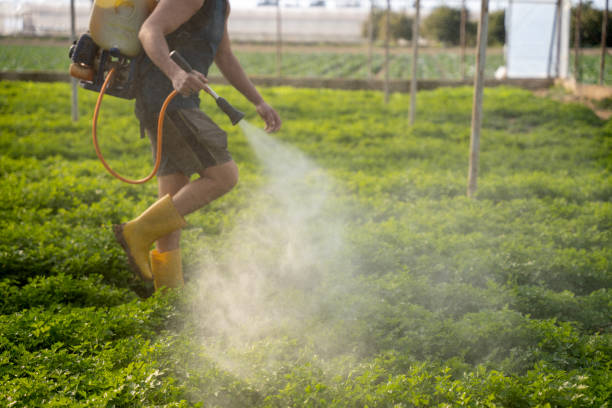 Flea Control Services in Sutter, CA