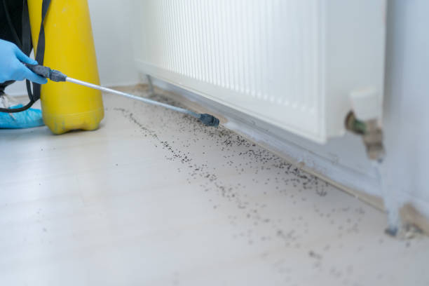 Insect Control in Sutter, CA